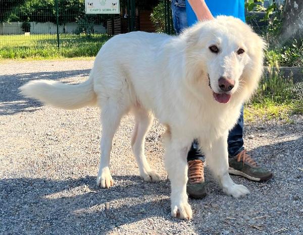 RAMBO MAREMMANO SPETTACOLARE Foto 5